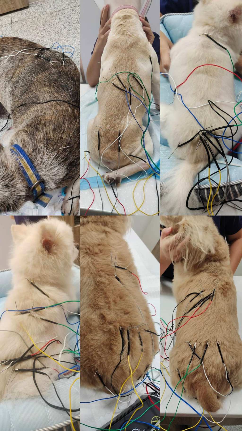 貓咪狗狗也能針灸嗎？