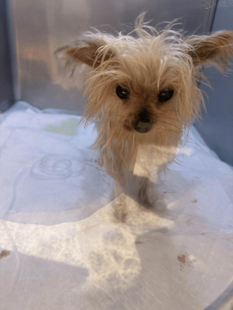 900公克約克夏的生命奇蹟：乳腺腫瘤與子宮蓄膿雙重挑戰