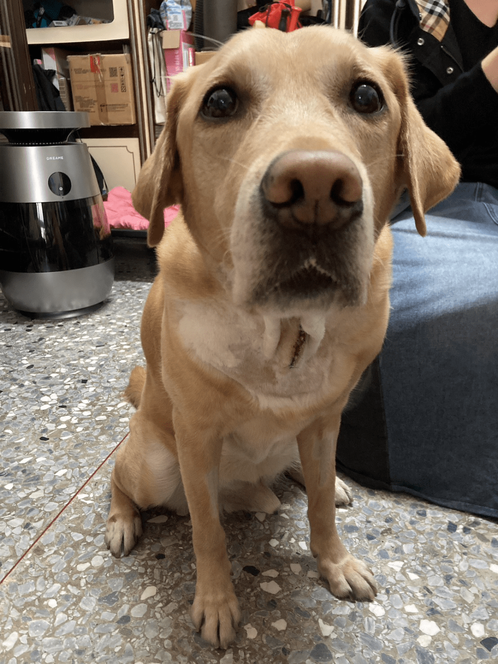 【在卸下負擔之前,牠依然選擇站好最後一班崗,導盲犬辛酸】