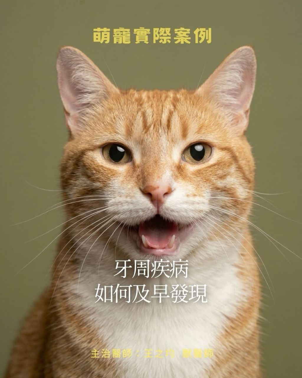 貓咪牙周疾病如何提早發現