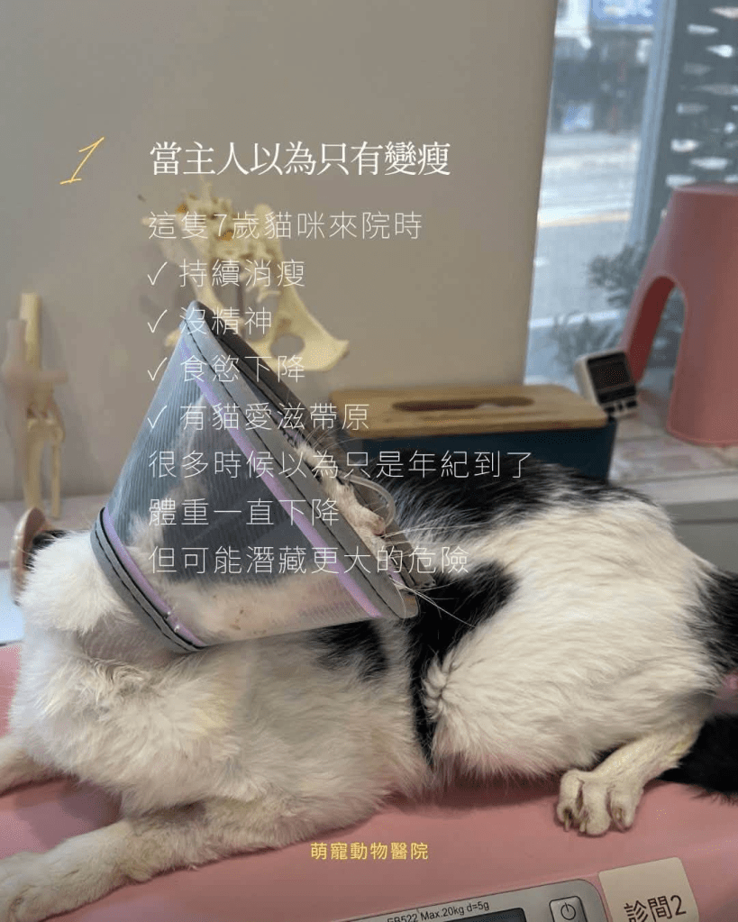 貓咪牙周病細菌進入血液循環:口腔感染與慢性腎臟病關聯
