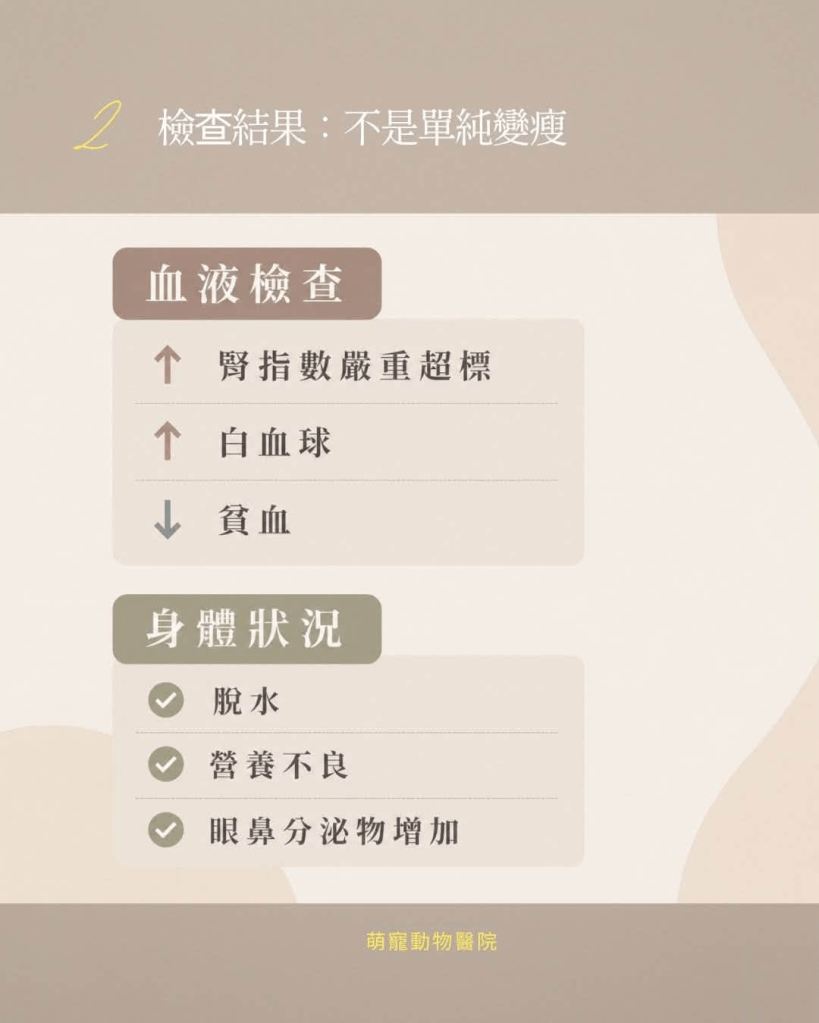 貓咪嚴重牙周炎臨床案例:牙結石、牙齦炎與腎指數超標