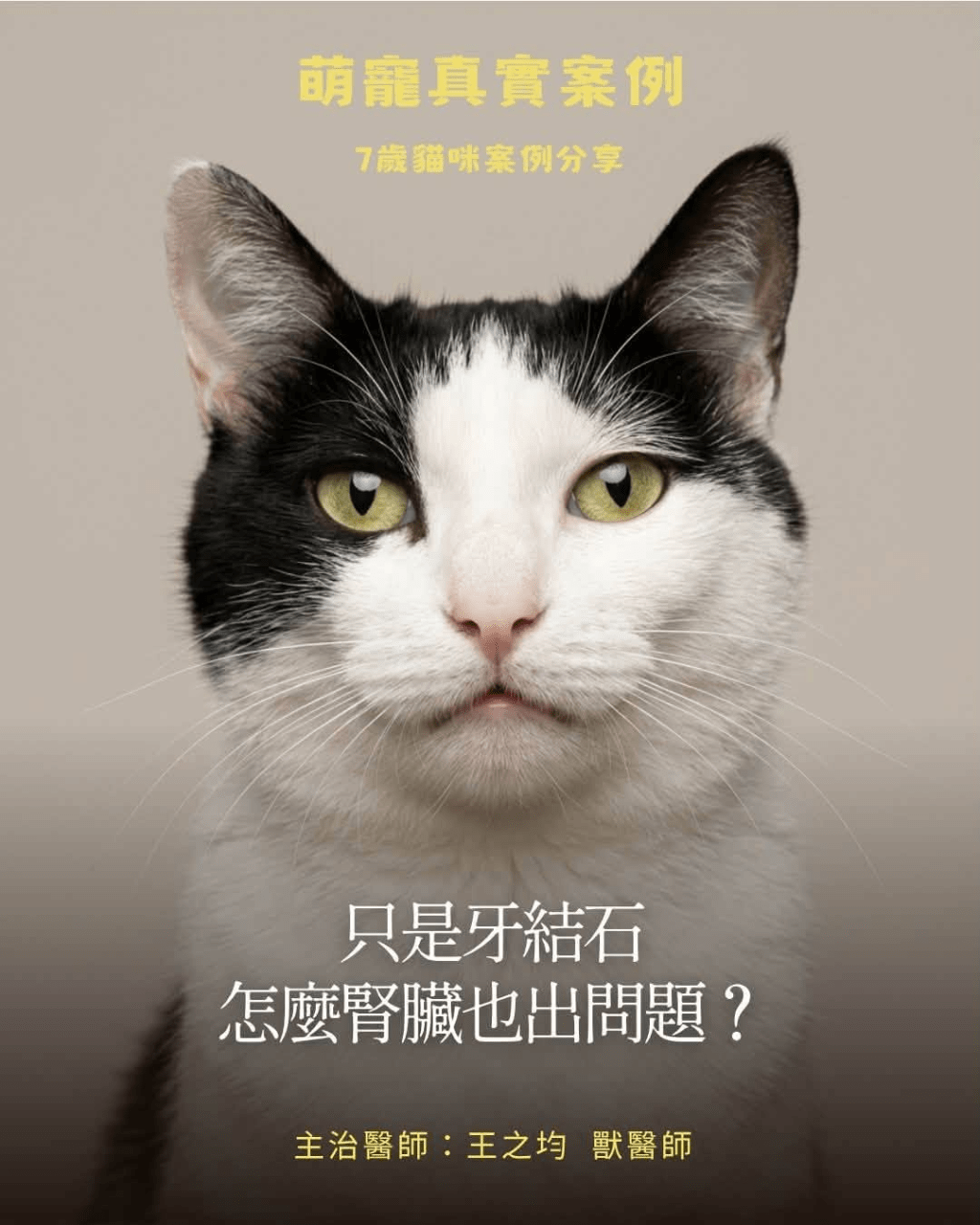 只是牙結石,怎麼最後腎臟也出問題?王之均獸醫師
